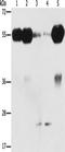 Phosphatidylinositol 3-kinase regulatory subunit gamma antibody, TA350915, Origene, Western Blot image 