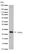 TIMP Metallopeptidase Inhibitor 4 antibody, 701317, Invitrogen Antibodies, Western Blot image 