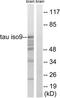 PHF-tau antibody, TA312281, Origene, Western Blot image 
