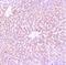 C-Reactive Protein antibody, A00249-4, Boster Biological Technology, Immunohistochemistry frozen image 
