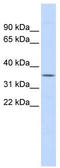 Ficolin 1 antibody, TA335023, Origene, Western Blot image 
