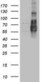Phosphatidate phosphatase LPIN1 antibody, LS-C790759, Lifespan Biosciences, Western Blot image 