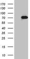 Zinc Finger Protein 18 antibody, LS-C795294, Lifespan Biosciences, Western Blot image 