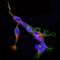 Syntaxin 1A antibody, AF7237, R&D Systems, Immunofluorescence image 