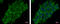 Putative adenosylhomocysteinase 3 antibody, GTX112212, GeneTex, Immunocytochemistry image 