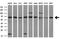 p68 antibody, MA5-25039, Invitrogen Antibodies, Western Blot image 