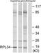 Ribosomal Protein L34 antibody, TA314468, Origene, Western Blot image 
