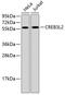CAMP Responsive Element Binding Protein 3 Like 2 antibody, 23-478, ProSci, Western Blot image 