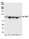 Chromosome Segregation 1 Like antibody, A300-473A, Bethyl Labs, Western Blot image 