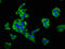 Moesin antibody, CSB-PA01189A0Rb, Cusabio, Immunofluorescence image 