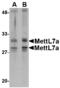 Methyltransferase Like 7A antibody, MBS150835, MyBioSource, Western Blot image 