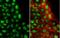 CAMP Responsive Element Binding Protein 3 Like 3 antibody, NBP2-16008, Novus Biologicals, Immunohistochemistry paraffin image 
