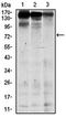 Interleukin 10 antibody, orb319439, Biorbyt, Western Blot image 