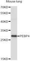 Phosphatidylethanolamine Binding Protein 4 antibody, LS-C749489, Lifespan Biosciences, Western Blot image 