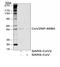 Nucleoprotein antibody, 11-020, ProSci, Western Blot image 