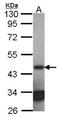 Septin-2 antibody, NBP1-31496, Novus Biologicals, Western Blot image 