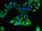 G Protein-Coupled Receptor 183 antibody, LS-C396046, Lifespan Biosciences, Immunofluorescence image 