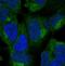 Zinc Finger Protein 135 antibody, NBP1-80913, Novus Biologicals, Immunocytochemistry image 