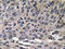 C-C Motif Chemokine Ligand 3 antibody, AP20656PU-N, Origene, Immunohistochemistry frozen image 