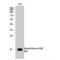 Histone H2B antibody, LS-C380556, Lifespan Biosciences, Western Blot image 