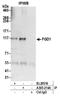 FYVE, RhoGEF and PH domain-containing protein 1 antibody, A305-214A, Bethyl Labs, Immunoprecipitation image 