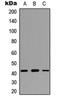 Doublesex- and mab-3-related transcription factor A1 antibody, orb234822, Biorbyt, Western Blot image 