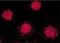 FKBP Prolyl Isomerase 4 antibody, orb95872, Biorbyt, Immunofluorescence image 