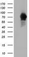 Rho GTPase Activating Protein 25 antibody, CF501744, Origene, Western Blot image 