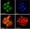 MEFV Innate Immuity Regulator, Pyrin antibody, NB600-809, Novus Biologicals, Immunofluorescence image 