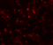 OCIA Domain Containing 1 antibody, 5461, ProSci, Immunofluorescence image 