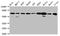 Solute carrier organic anion transporter family member 2A1 antibody, CSB-PA856440LA01HU, Cusabio, Western Blot image 