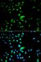 Heterogeneous Nuclear Ribonucleoprotein F antibody, orb324875, Biorbyt, Immunofluorescence image 