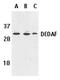 RING1 And YY1 Binding Protein antibody, AHP1605, Bio-Rad (formerly AbD Serotec) , Western Blot image 