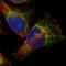 TAO Kinase 3 antibody, HPA017160, Atlas Antibodies, Immunofluorescence image 