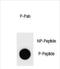 Cyclin B3 antibody, PA5-72386, Invitrogen Antibodies, Dot Blot image 