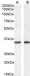 Complement Component 5a Receptor 2 antibody, CL7758AP, Cedarlane Labs, Western Blot image 