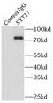 Synaptotagmin 17 antibody, FNab08459, FineTest, Immunoprecipitation image 