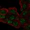 RCC1 And BTB Domain Containing Protein 1 antibody, HPA056783, Atlas Antibodies, Immunofluorescence image 