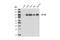 Cytosolic phospholipase A2 antibody, 5249S, Cell Signaling Technology, Western Blot image 