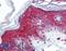 Forkhead Box O3 antibody, LS-B1814, Lifespan Biosciences, Immunohistochemistry frozen image 