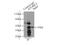 Stomatin-like protein 2 antibody, 10348-1-AP, Proteintech Group, Immunoprecipitation image 