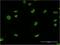 U2 Small Nuclear RNA Auxiliary Factor 2 antibody, H00011338-M03, Novus Biologicals, Immunofluorescence image 
