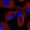 PKR2 antibody, NBP2-38399, Novus Biologicals, Immunocytochemistry image 