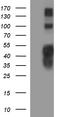 TNFAIP3 Interacting Protein 2 antibody, TA590455, Origene, Western Blot image 