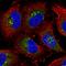 MG160 antibody, HPA010815, Atlas Antibodies, Immunocytochemistry image 