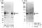 Ribosome biogenesis protein BOP1 antibody, A302-148A, Bethyl Labs, Western Blot image 