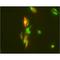 Glutamate Metabotropic Receptor 8 antibody, LS-C384528, Lifespan Biosciences, Immunohistochemistry frozen image 