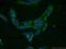 Heat Shock Protein Nuclear Import Factor Hikeshi antibody, 20524-1-AP, Proteintech Group, Immunofluorescence image 