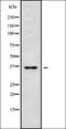 Uncharacterized protein KIAA0087 antibody, orb336189, Biorbyt, Western Blot image 