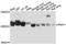 Ribonuclease/Angiogenin Inhibitor 1 antibody, A4079, ABclonal Technology, Western Blot image 